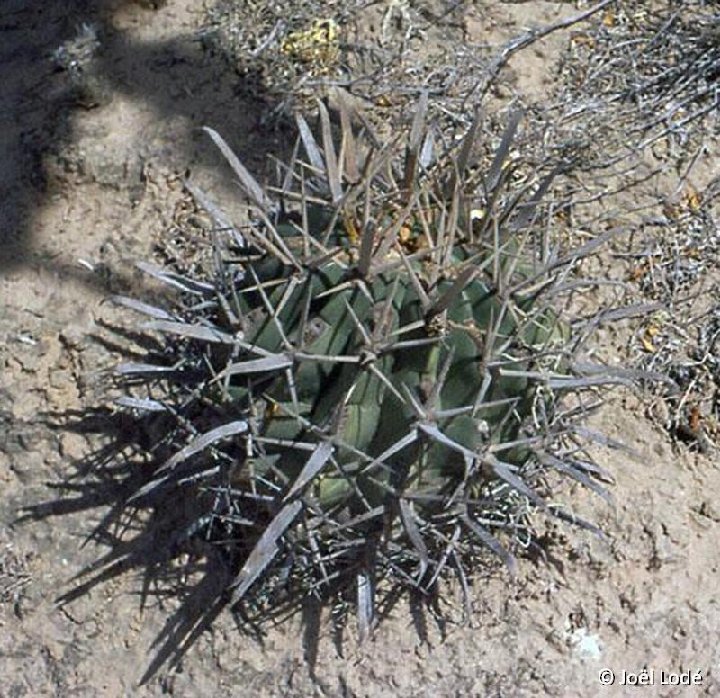 Ferocactus townsendianus (ex peninsulae), Bahia Magdalena, BC, Mexico ©JL